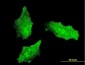 MKI67 Antibody (monoclonal) (M01)